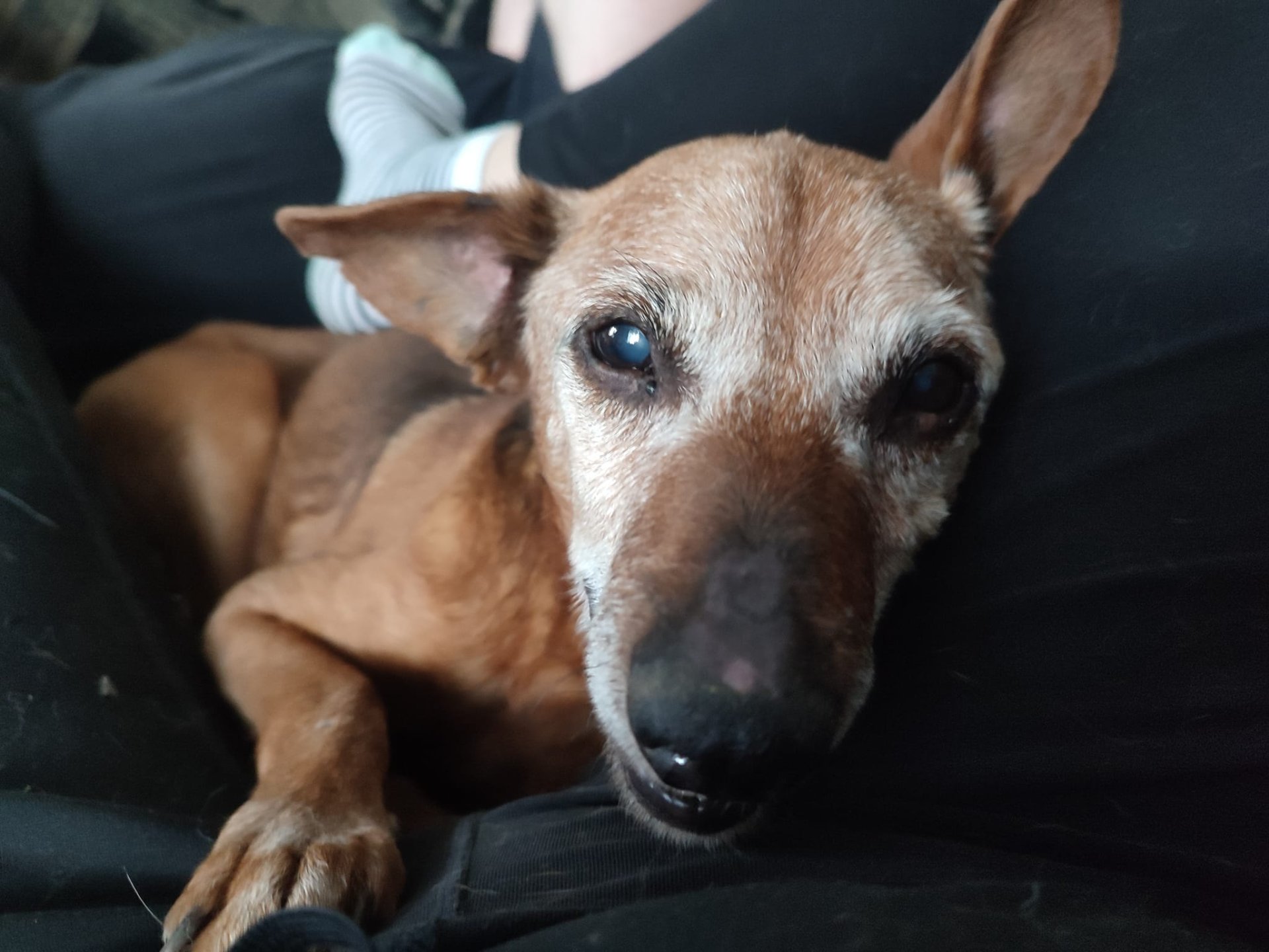 Ratujemy agresywne psy